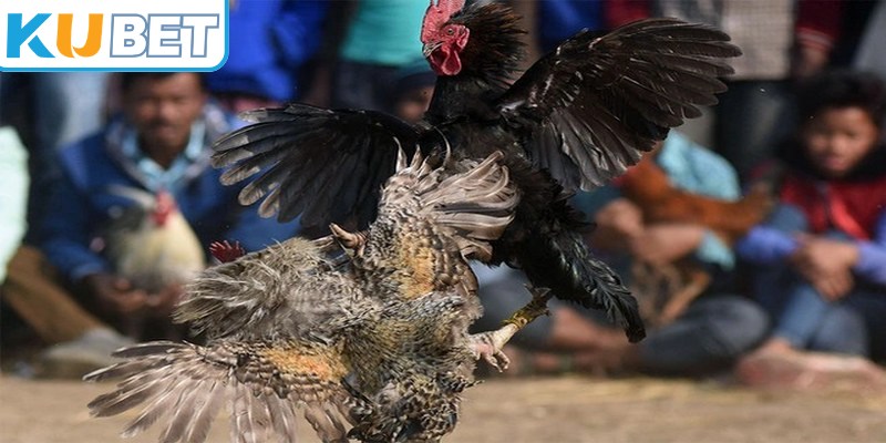 Đá gà truyền thống tập trung vào sức bền, và kỹ năng của chiến kê