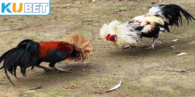 Gà tre thường có vóc dáng nhỏ, nhanh nhẹn và khả năng di chuyển linh hoạt