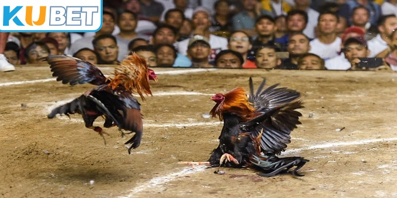 Thông tin về các chiên kê tham gia