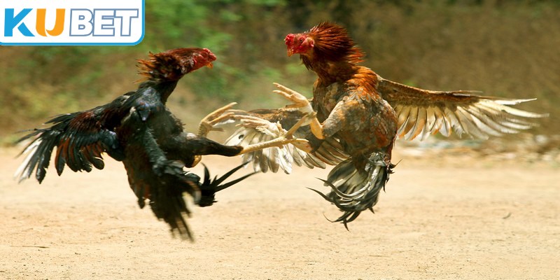 Tìm hiểu khái niệm cơ bản về đá gà 99